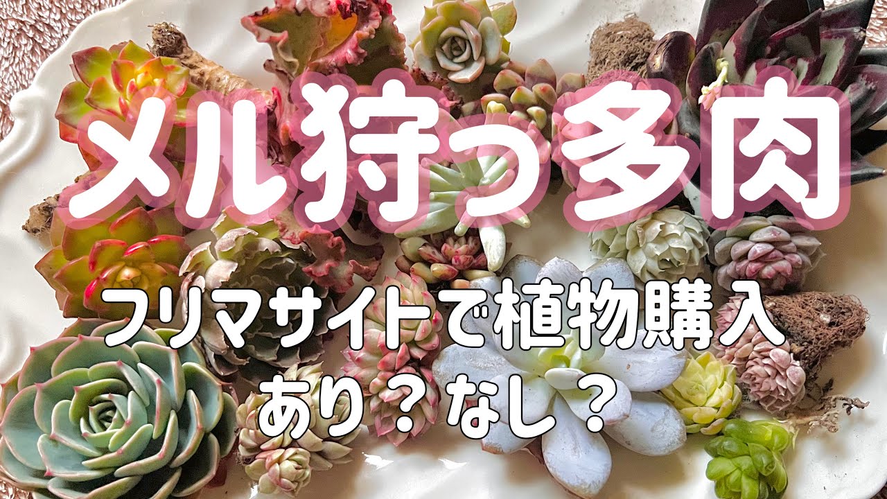 メルカリ】フリマサイトで植物を購入する際のメリット・デメリット【私