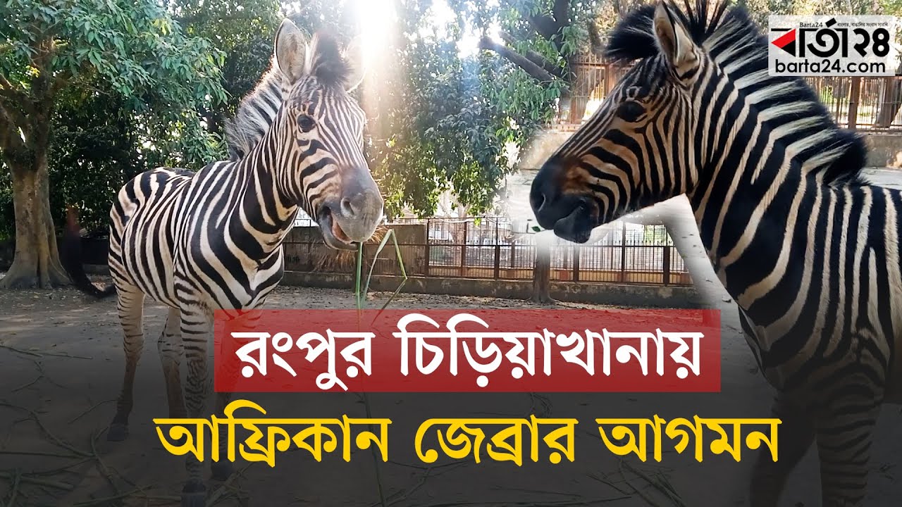 রংপুর চিড়িয়াখানায় আফ্রিকান জেব্রার আগমন | Rangpur Zoo | African Zebra | Barta24