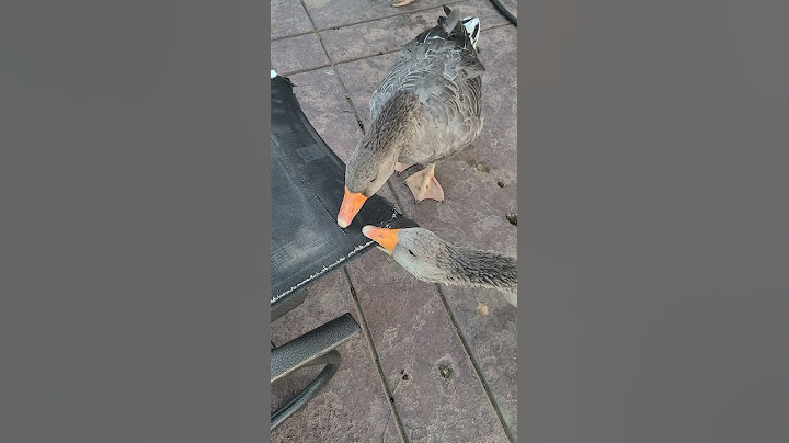I thought they were geese, not goats!