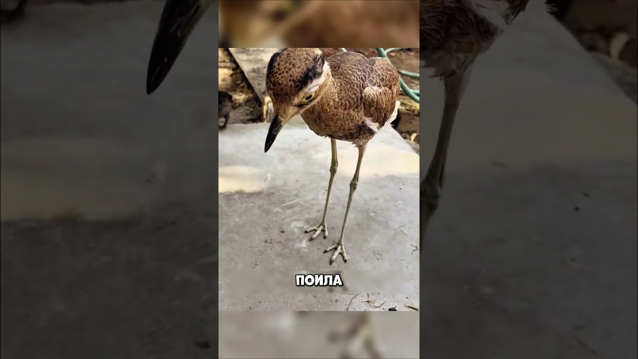 Женщина пожалела что спасла эту птицу! Вы удивитесь!😳