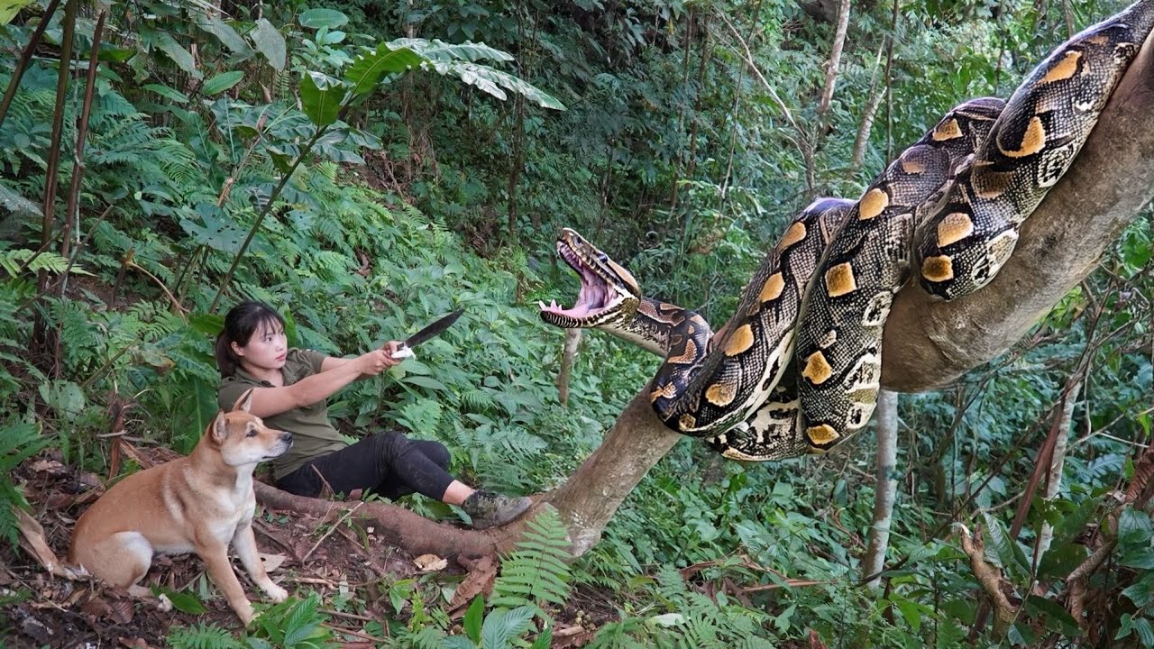 Terrifying Encounter with a Huge Python in the Jungle – Survival ...