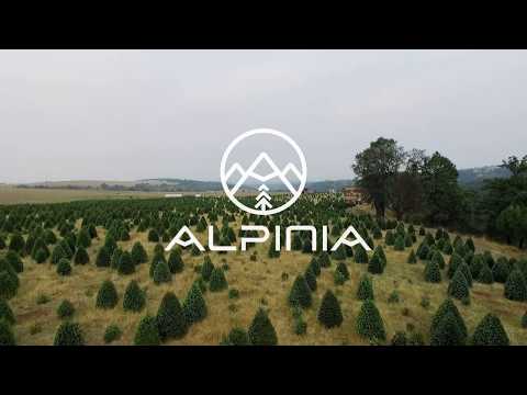 Alpinia