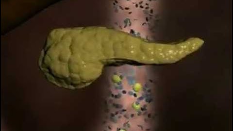 Insulin and glucagon