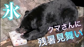 【残暑見舞い】クマさんに好物いっぱいの氷をあげてみた！