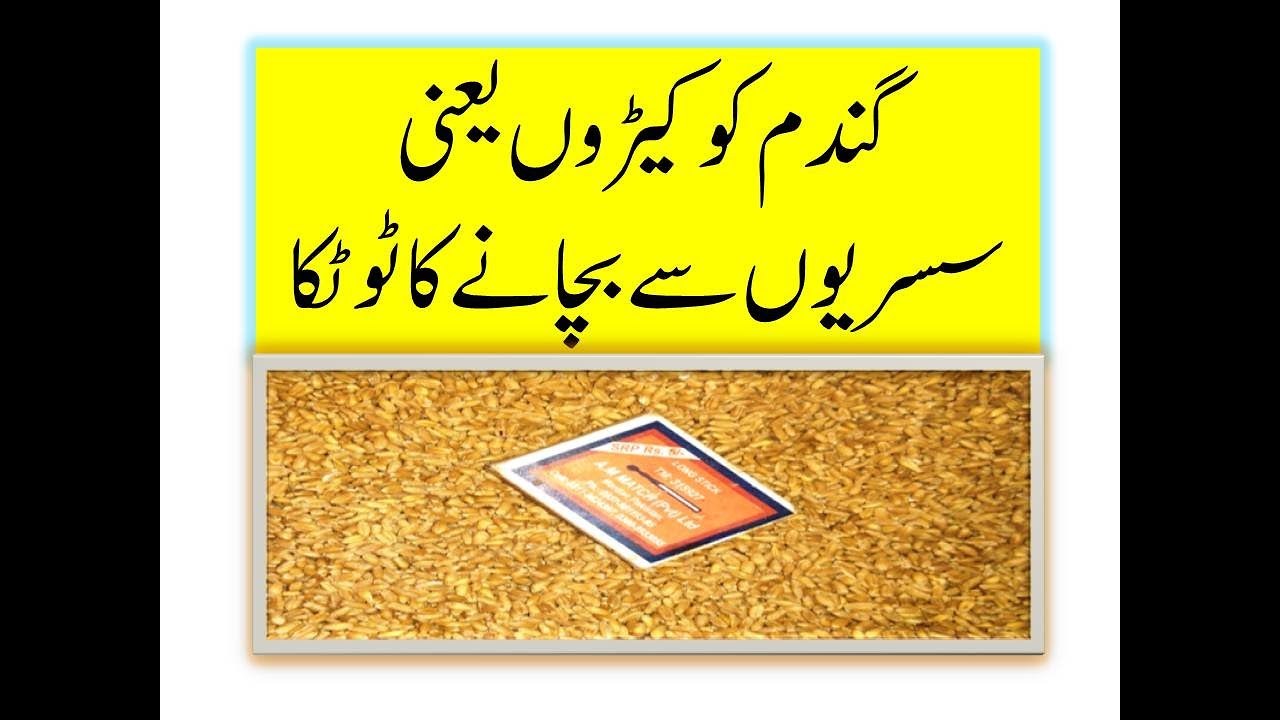 Gandam ko keeron se bachanay ka asan totka, how to preserve wheat from