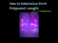 Determining DNA Fragment Length in a Gel