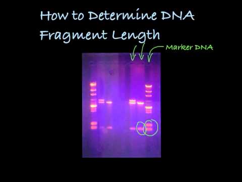 Video: Vad är storleken på DNA-bandet?