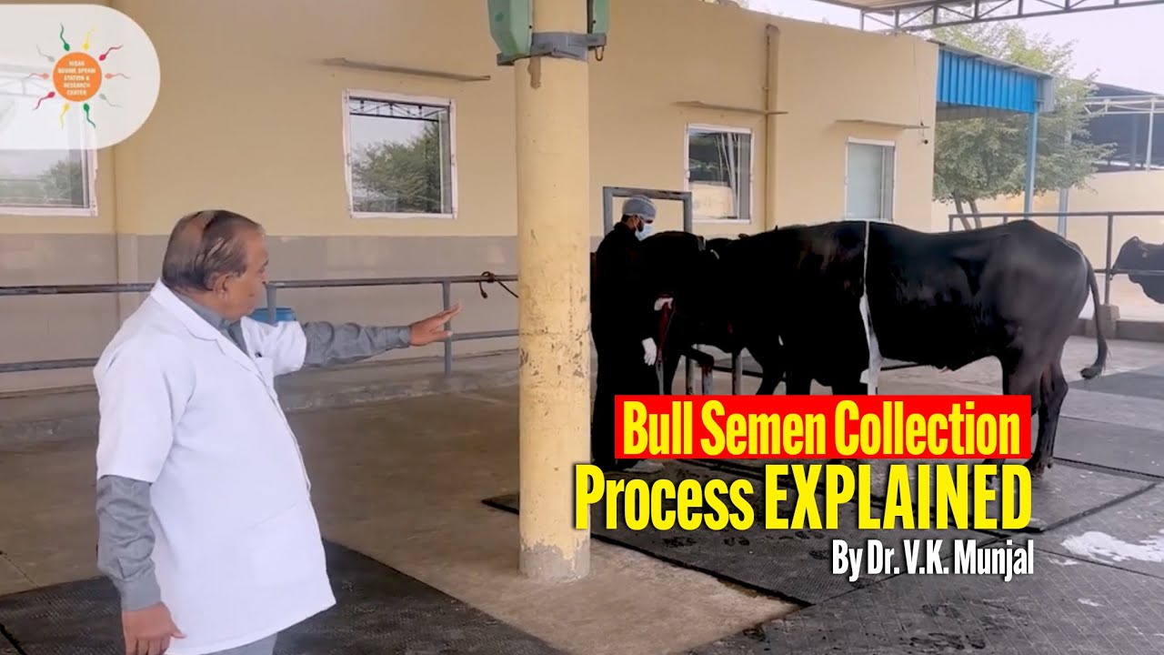 Bull Semen Collection Process Explained | Dr. V.K. Munjal | Hisar ...