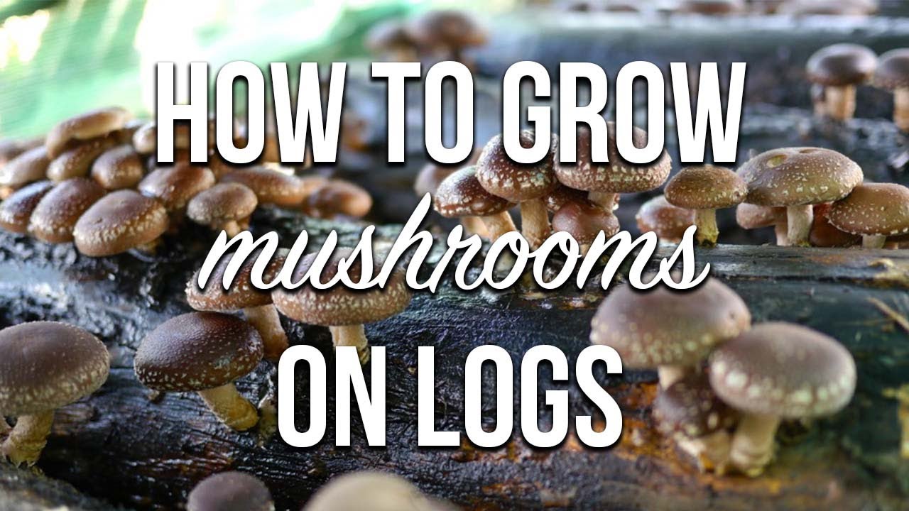 How To Grow Mushrooms On Logs | Complete Inoculation Walkthrough!