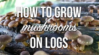 How to Grow Mushrooms on Logs | Complete Inoculation Walkthrough!