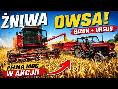 Oat harvest 2026 🌾 Bizon and Ursus C-385 in action!