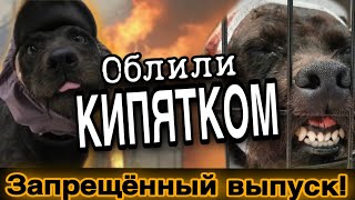 Терьер облитый кипятком д0гнивал в ветклинике, без шанса на спасение. Собака - мученик Сенечка