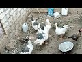 أصوات الوز Sound Of Goose أصوات الطيور أصوات الوز Sound Of Goose أصوات الطيور