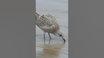 Thumbnail of Seagull Bird, Relaxing Music & Splashing Water Sounds #seagulls #nature #ocean #birdwatching