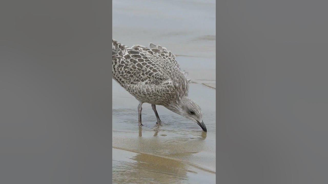 Seagull Bird, Relaxing Music & Splashing Water Sounds #seagulls #nature #ocean #birdwatching
