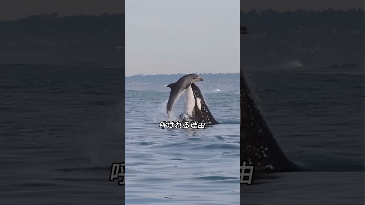 シャチが「海のヤンキー」と呼ばれる理由
