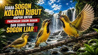 SUARA SOGON RIBUT AMPUH UNTUK PANCINGAN SOGON BAHAN DAN SUARA PIKAT SOGON LIAR‼️#sogon 