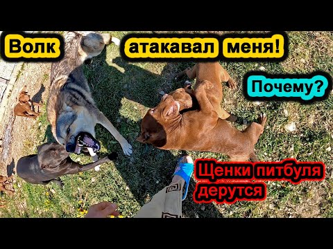 видео: ВОЛК НАПАЛ НА МЕНЯ ЗАЩИЩАЯ ДЕРУЩИХСЯ ЩЕНКОВ ПИТБУЛЯ !!! ПИТБУЛЬ ВСТАЛ НА МОЮ ЗАЩИТУ!!!