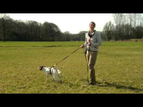 Video: Wie fange ich Jagdhunde?