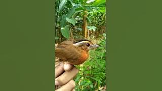 Burung campeor burung rumpun yg mirip burung anis