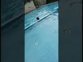 Hot summer vs cold water#swimmingpool #summershorts #garmi #coolwater