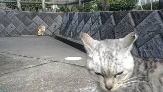 ミサイル猫、えさ場に駆け足でやって来る