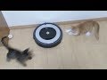 初ルンバ!子猫達のリアクションがおもしろい!(20170930)【すず/コテツ】