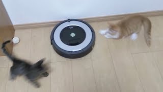 初ルンバ子猫達のリアクションがおもしろい20170930)【すず/コテツ】