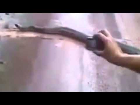 Video: Hvordan Man Fanger En Slange