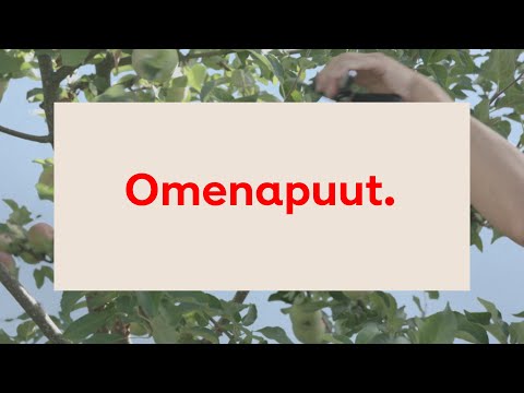 Video: Omenakukkaiskuoriainen - Omenapuun Tuholainen