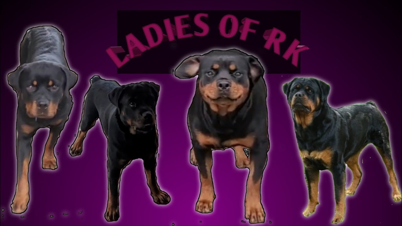 Meet some of the ladies of RK Rottweilers 😍 Butler Kennels Rottweilers