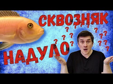 Немного .... странный нерест / Необычный нерест цихлид / Красная зебра / Maylandia estherae