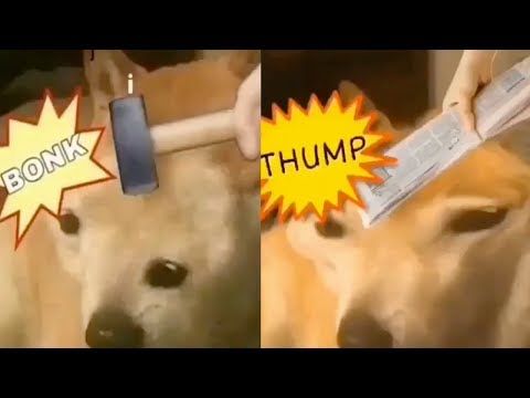 doge-bonk-vs-thump!-(doge-meme)
