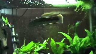 Red/rainbow wolf fish chasing finger!