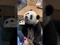 Cute Panda #panda #pandas #shorts #shortvideo #youtubeshorts #trending #viral #animals #aipanda #fyp