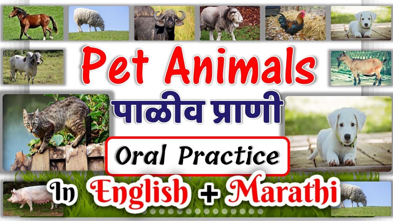 pet animals name in english and marathi | Oral practice | पाळीव प्राण्यांची  नावे इंग्रजी आणि मराठी - YouTube