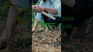 Cabai katokkon adalah cabai super pedas endemik dari Tana Toraja, Sulawesi Selatan.