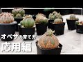 オベサの育て方 応用編【 木質化計画 】