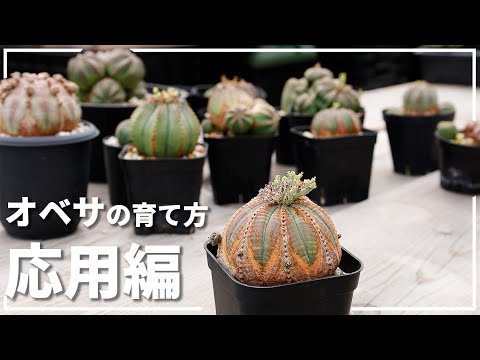 オベサの育て方 応用編【 木質化計画 】 - YouTube