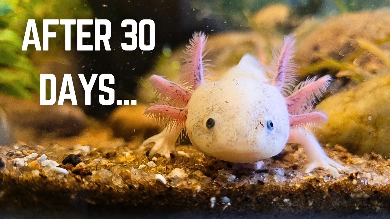 Axolotl Care Guide - My Experience