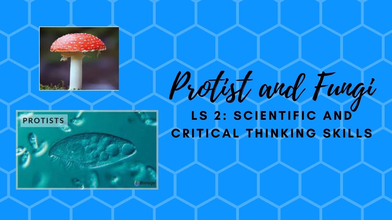 Learning Strand 2// Prostists and Fungi - YouTube