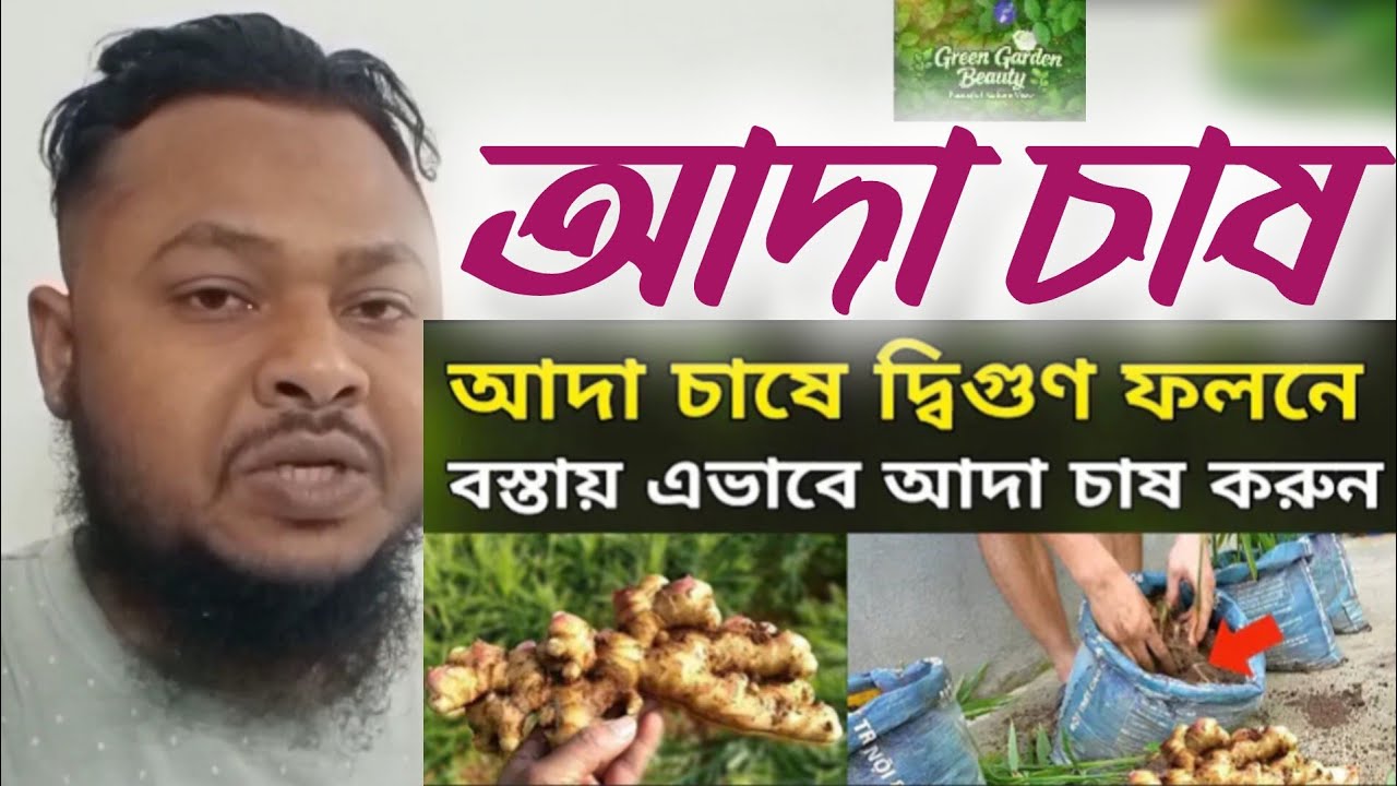 আদা চাষ বস্তায় কিভাবে করতে হয়। আদা চাষে দ্বিগুণ ফলন। A to z formula...