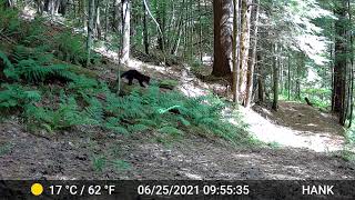 Coyotes, Fisher Cat