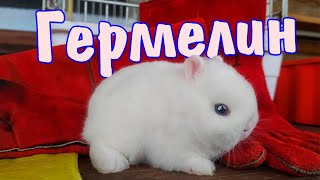Гермелин - голубоглазое чудо, декоративный кролик