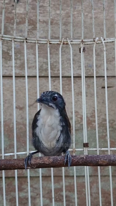 Burung Sniper Gacor, Sniper gacor #Shorts