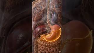 What REALLY Happens to Tea Inside Your Intestines? 🍵🫀