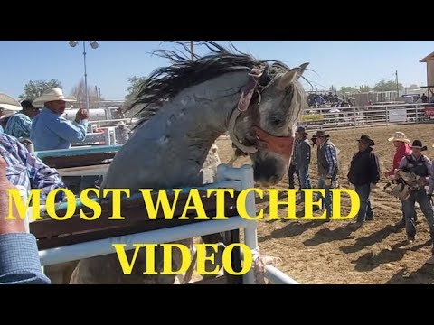 wild-horse-race-2019-northern-navajo-fair
