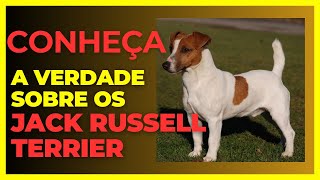 APREENDA tudo sobre o  Jack Russell Terrier . ( ORIGEM ,TEMPERAMENTO E CUIDADOS ) .