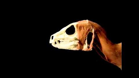 Researchers Discover Tiny Fanged Dino