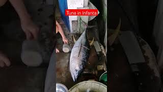 Tuna in Infanta #tuna